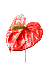 red anthurium flower isolated on transparent background, png