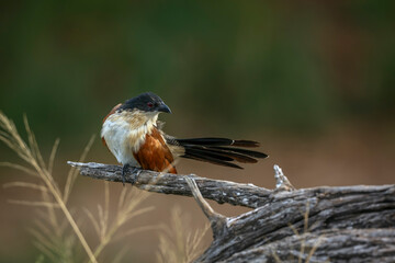 Burchell Coucal preening tail on a branch isolated in natural background in Greater Kruger National park, South Africa ; Specie Centropus burchellii family of Cuculidae