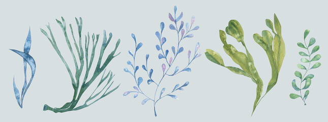 A set of watercolor seaweed. 