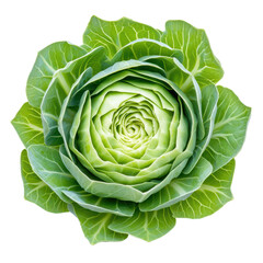 Obraz premium Vibrant Green Cabbage Head 
