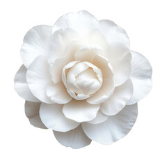 A stunning close-up of a pristine white flower with layered petals. its intricate details against a clean. minimalist background. ideal for nature-themed designs and floral arrangements