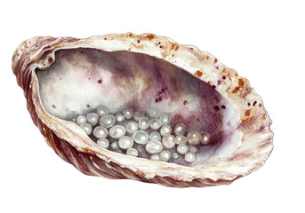 Natural oyster shell with lustrous pearls coastal shore high-quality illustration marine environment close-up beauty of nature