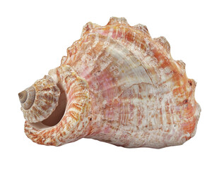 Captivating seashell discovery coastal beach natural object sandy shore close-up marine beauty