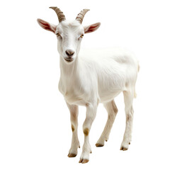 Obraz premium A serene white goat standing gracefully against a plain background. its unique features and calm demeanor. ideal for nature-themed projects or livestock-related content