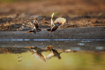 Two Common Waxbill taking off flying from waterhole in Greater Kruger National park, South Africa ; Specie Estrilda astrild family of Estrildidae