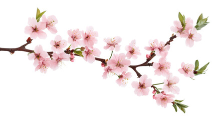 Obraz premium A delicate branch of cherry blossoms in full bloom. soft pink petals against a white background. perfect for spring-themed designs. invitations. or nature-inspired art