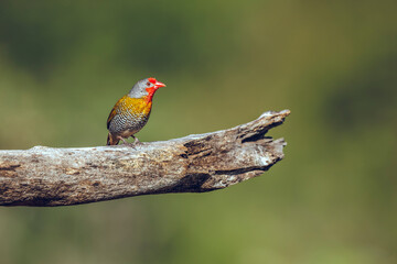 Green winged Pytilia male standing on a branch isolated in natural background in Greater Kruger National park, South Africa ; Specie Pytilia melba family of Estrildidae