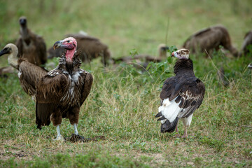 White headed and lappet faced vultures in Greater Kruger National park, South Africa ; Specie Trigonoceps occipitalis and  Torgos tracheliotos family of Accipitridae