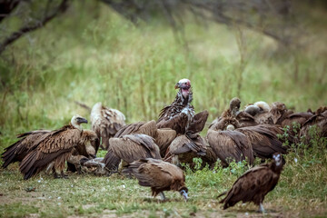 Lappet faced in middle of white backed vultures pack scavenging in Greater Kruger National park, South Africa ; Specie  Torgos tracheliotos and Gyps africanus family of Accipitridae