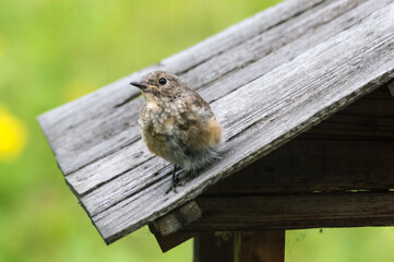 Little redstart (Phoenicurus ochruros). Redstart chick on a wooden roof.
