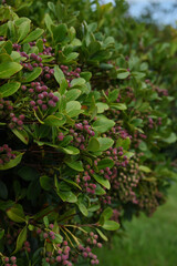 シャリンバイの実