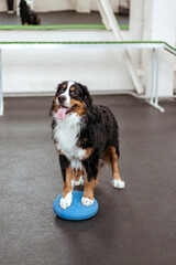 A big dog in training in a hangar. Dog training. Bernese Mountain Dog in training with a dog handler. Teach your pet commands. Raising dogs.