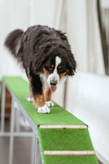A big dog in training in a hangar. Dog training. Bernese Mountain Dog in training with a dog handler. Teach your pet commands. Raising dogs.