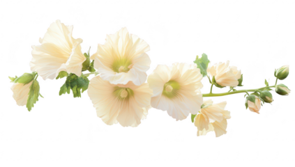A delicate arrangement of soft white hollyhock flowers gracefully cascading with lush green leaves. set against a clean white background. perfect for floral design or nature-themed projects