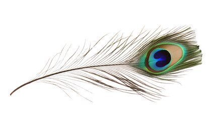 Obraz premium A peacock feather intricate patterns and colors. elegantly laid against a white background. perfect for nature-themed designs and artistic projects