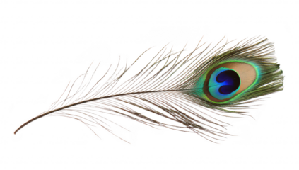 A peacock feather intricate patterns and colors. elegantly laid against a white background. perfect for nature-themed designs and artistic projects