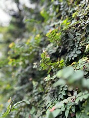 close up of green leaves