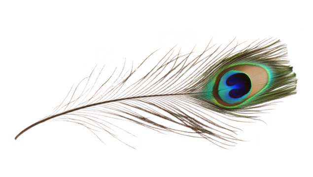 A peacock feather intricate patterns and colors. elegantly laid against a white background. perfect for nature-themed designs and artistic projects - Powered by Adobe