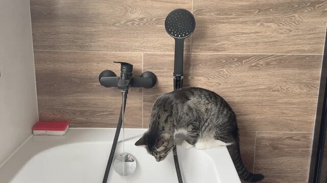Bathroom bathtub modern design black faucet shower striped gray cat walking edge watching water interior domestic pet curiosity home lifestyle
