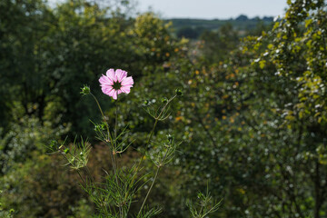 A meadow full of cosmos flowers next to the Bismarck Tower hiking trail in Rheinhessen in autumn