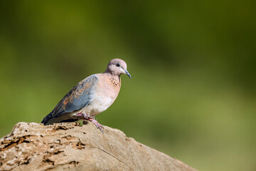 Laughing Dove standing on a rock isolated in natural background in Greater Kruger National park, South Africa ; Specie Streptopelia senegalensis family of Columbidae