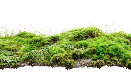 Lush green moss covering a rocky surface. textures and natural growth. with a soft. blurred background hinting at a tranquil outdoor setting