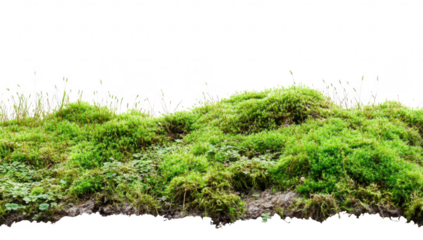 Lush green moss covering a rocky surface. textures and natural growth. with a soft. blurred background hinting at a tranquil outdoor setting
