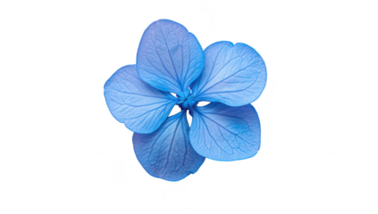 A stunning blue flower with delicate petals displayed on a soft pink background. creating a contrast that enhances its beauty. ideal for use in design. nature-themed projects. or decor