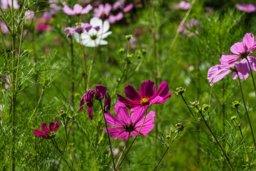 A meadow full of cosmos flowers next to the Bismarck Tower hiking trail in Rheinhessen in autumn
