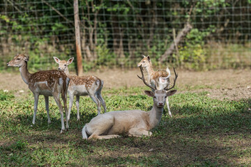 Fallow deer next to the Bismarckturm hiking trail in Rheinhessen in autumn