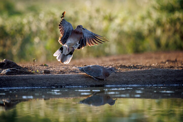 Laughing Dove taking off backlit from waterhole in flight  in Greater Kruger National park, South Africa ; Specie Streptopelia senegalensis family of Columbidae