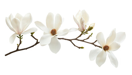 Fototapeta premium A serene composition of four elegant white magnolia flowers on a slender branch. their delicate petals and natural beauty against a clean. white background. perfect for nature-themed projects