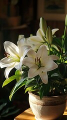 lilies in pots at home