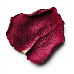 Delicate single red rose petal isolated on white background. This romantic close up view reveals intricate veins and texture, beautiful symbol of fragile love and passion