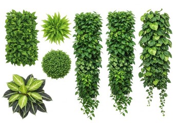 A collection of various green houseplants and vines, isolated on a white background, showcasing natural beauty and botanical diversity