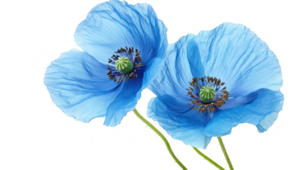 A close-up view of two blue poppy flowers with delicate petals and intricate details. set against a clean white background. ideal for nature-themed designs and floral arrangements
