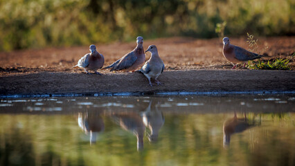 Fototapeta premium four Laughing Dove standing front view along waterhole with reflection in Greater Kruger National park, South Africa ; Specie Streptopelia senegalensis family of Columbidae