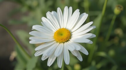 Obraz premium Close up View of a White Daisy Flower with a Vibrant Yellow Center in Nature