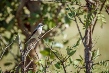 Lesser Grey Shrike standing on a branch in Greater Kruger National park, South Africa ; Specie Lanius minor family of Laniidae