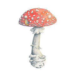 Watercolor fly agaric mushroom illustration in fairytale style. Hand-painted amanita. The mushroom is perfect for autumn decor, forest composition, magical seasonal design