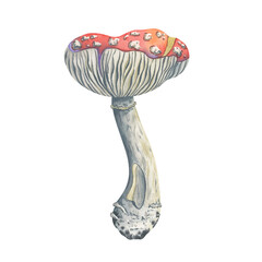 Watercolor old fly agaric with whimsical gills and a stem gnawed by beetles. Hand-painted mushroom. Ideal for fall home decor, seasonal crafts, forest inspired compositions with magical touch