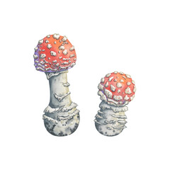 Small watercolor fly agaric mushrooms. Hand-painted picturesque illustration of amanita. Perfect for autumn decor, woodland compositions, stickers, and seasonal crafts
