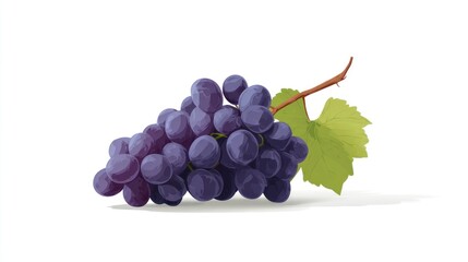 Purple grapes on vine, with leaf
