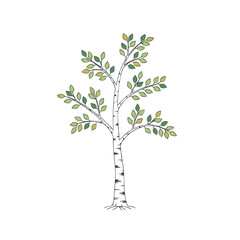 Flat drawn birch tree illustration in natural colors against a white background