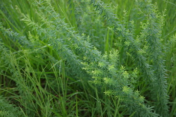 まだ若いヒメムカシヨモギが地面から顔を出し、緑の葉を広げ始めています。成長途中の柔らかな姿が特徴的です。