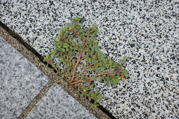 地面に広がるように這って生育するコニシキソウ。小さな葉を密につけ、地表を覆うようにして広がっています。