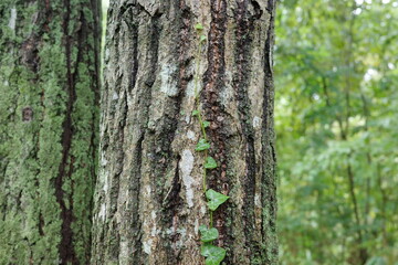 ナラの幹にツタが絡みつき、力強く這い伸びて成長しています。緑の葉が幹を覆い、森の生命力を感じさせます。