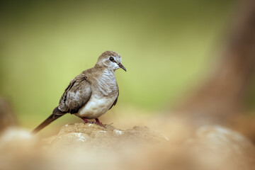 Namaqua Dove femelle standing on a rock isolated in natural background in Greater Kruger National park, South Africa ; Specie Oena capensis family of Oena capensis