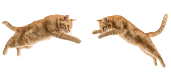 Two Agile Cats Leap into the Air with Grace, Showcasing Their Playful Nature and Athleticism in a Captivating Display of Motion and Energy isolated on transparent background