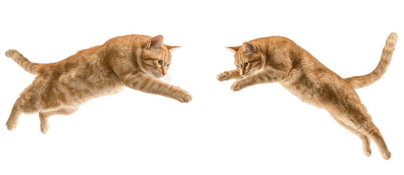 Two Agile Cats Leap into the Air with Grace, Showcasing Their Playful Nature and Athleticism in a Captivating Display of Motion and Energy isolated on transparent background